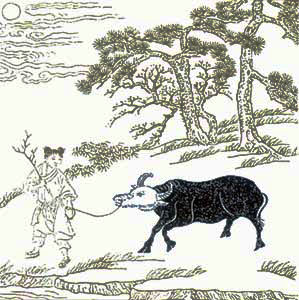ox herding picture 3